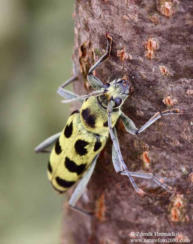 tesařík Herbstův, Chlorophorus herbstii (Brahm, 1790), Clytini, Cerambycidae (Brouci, Coleoptera)
